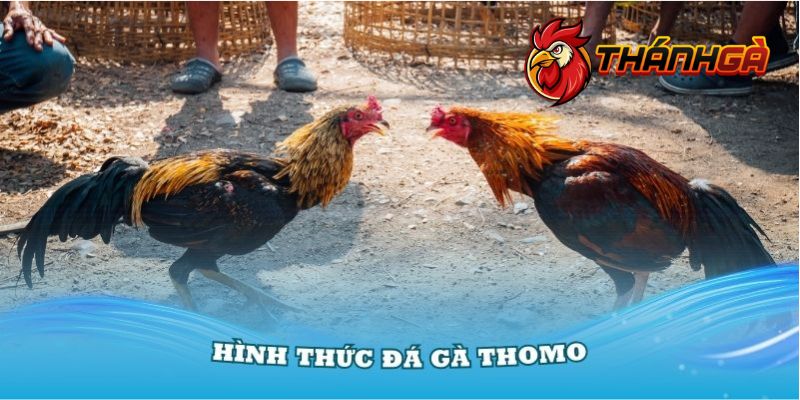 Khái niệm đá gà Thomo